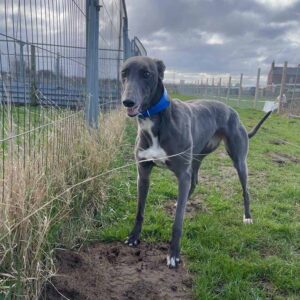 Greyhound 1