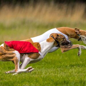 Greyhound 2